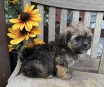 Small #1 Shih Tzu