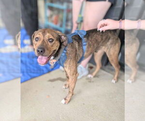 Mutt Dogs for adoption in Holly Springs, NC, USA