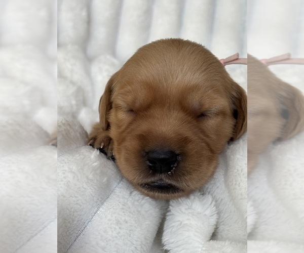 Medium Photo #3 Golden Retriever Puppy For Sale in SHINGLE SPRINGS, CA, USA