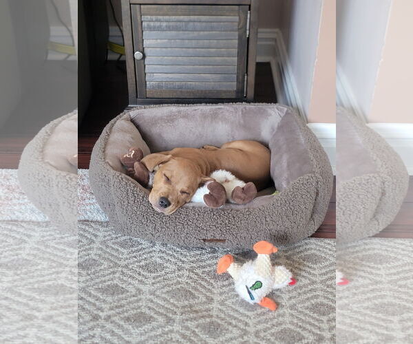 Medium Photo #2 Redbone Coonhound-Unknown Mix Puppy For Sale in Oakhurst, NJ, USA