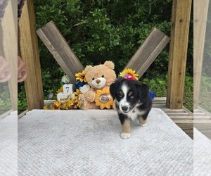 Miniature Australian Shepherd Puppy for sale in MIDDLEBURG, FL, USA