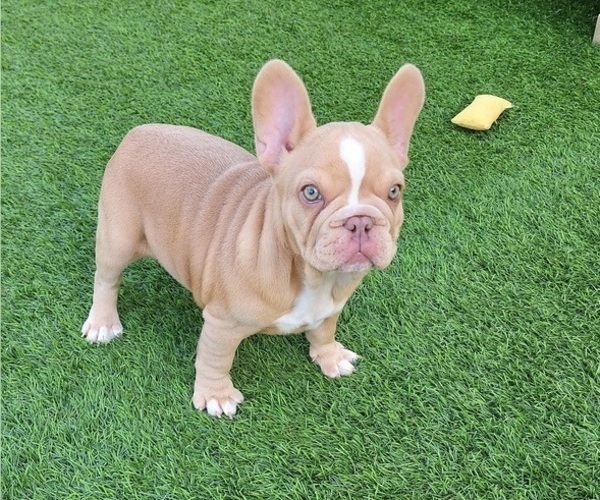 Medium Photo #7 French Bulldog Puppy For Sale in LAS VEGAS, NV, USA