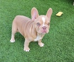 Small #6 French Bulldog