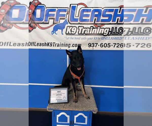 Medium Photo #1 German Shepherd Dog Puppy For Sale in DAYTON, OH, USA