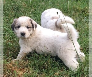 Great Pyrenees Puppy for sale in PINEVILLE, KY, USA
