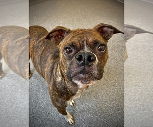 Boxer-Unknown Mix Dogs for adoption in Low Moor, VA, USA