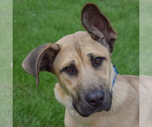 German Shepherd Dog-Mastiff Mix Dogs for adoption in Huntley, IL, USA