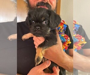 Brussels Griffon Puppy for sale in WOODINVILLE, WA, USA