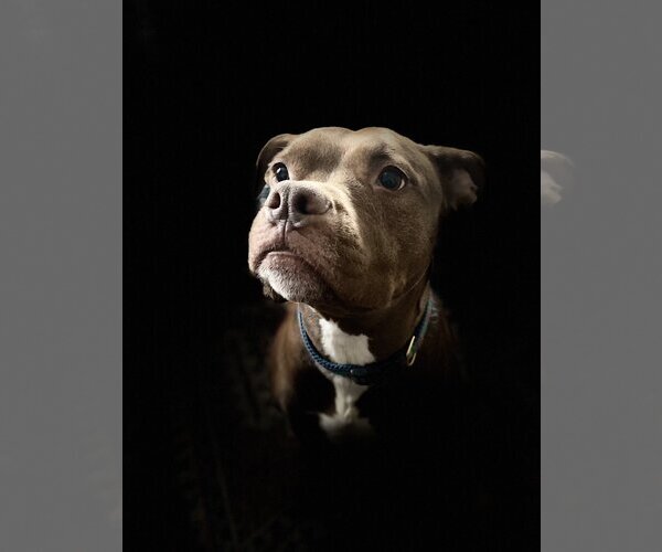 Medium Photo #5 American Pit Bull Terrier-Unknown Mix Puppy For Sale in Sykesville, MD, USA