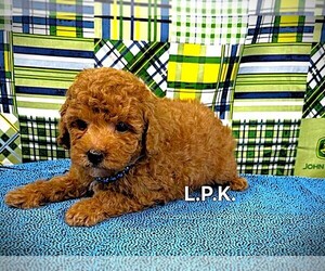 Poodle (Toy) Puppy for sale in WINNSBORO, LA, USA