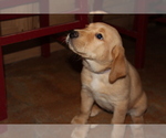 Small Photo #5 Labrador Retriever Puppy For Sale in LOVELADY, TX, USA