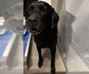 Labrador Retriever Dogs for adoption in St. Cloud, FL, USA