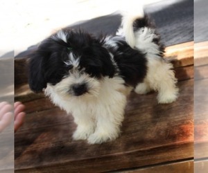 Havashu Puppy for sale in THAYER, KS, USA