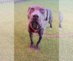 Mutt Dogs for adoption in Rockwall, TX, USA