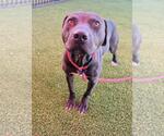 Voodoo - Male Mutt Dog for Adoption - Small photo