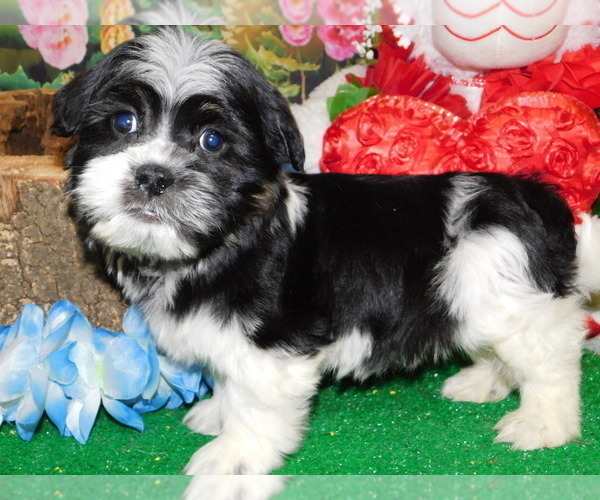 Medium Photo #3 Shih Tzu Puppy For Sale in HAMMOND, IN, USA