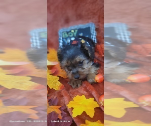 Medium Photo #55 Yorkshire Terrier Puppy For Sale in AKRON, OH, USA