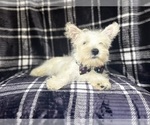 Small #6 West Highland White Terrier