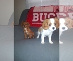 Small Photo #17 Cavalier King Charles Spaniel Puppy For Sale in HOWLAND, OH, USA