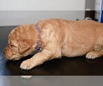 Small Photo #25 Golden Retriever Puppy For Sale in POULSBO, WA, USA