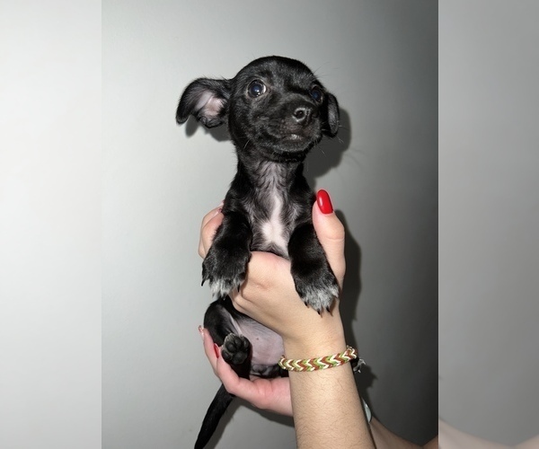 Medium Photo #3 Chihuahua Puppy For Sale in CHICAGO, IL, USA