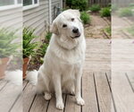 Small #2 Golden Pyrenees