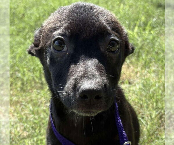 Medium Photo #1 Mutt Puppy For Sale in Canton, CT, USA