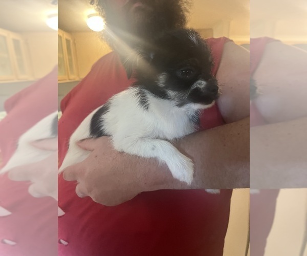 Medium Photo #16 Shorkie Tzu Puppy For Sale in LEBANON, OR, USA