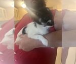 Small #15 Shorkie Tzu