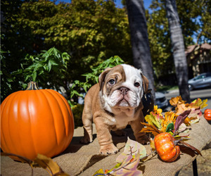 English Bulldog Puppy for sale in SAN JOSE, CA, USA