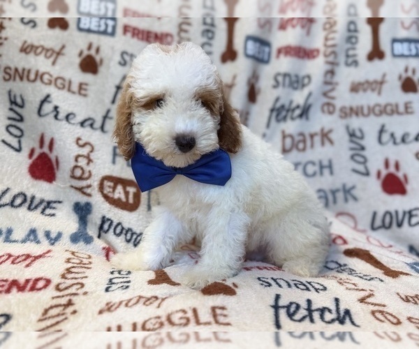 Medium Photo #5 Poodle (Miniature) Puppy For Sale in LAKELAND, FL, USA