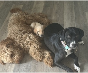 Goldador Doodle Puppy for sale in HAMPSTEAD, NC, USA
