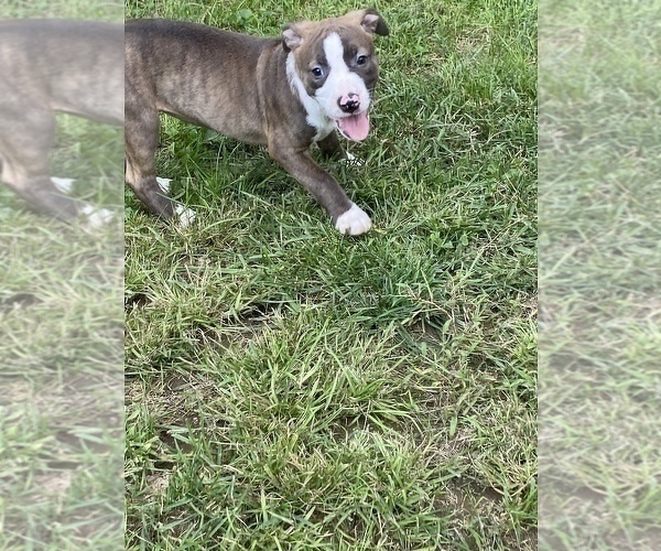 Medium Photo #1 American Pit Bull Terrier Puppy For Sale in ZANESVILLE, OH, USA