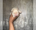 Small Photo #9 Chow Chow Puppy For Sale in PARK FOREST, IL, USA