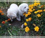 Small Photo #5 Labrador Retriever Puppy For Sale in DANBY, VT, USA