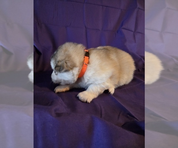 Medium Photo #10 Alaskan Malamute Puppy For Sale in CRIVITZ, WI, USA