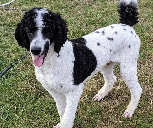 Medium Photo #1 Goldendoodle mix (+ Poodle Standard) Puppy For Sale in WINLOCK, WA, USA