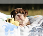 Small Photo #6 Bulldog Puppy For Sale in MONUMENT, CO, USA