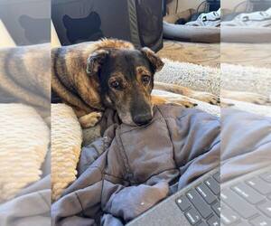 Mutt Dogs for adoption in St. Cloud, MN, USA