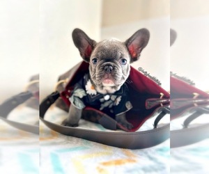 French Bulldog Puppy for sale in OJAI, CA, USA