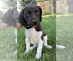 German Shorthaired Pointer Puppy for sale in WORLAND, WY, USA