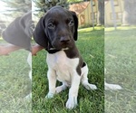 Small Photo #1 German Shorthaired Pointer Puppy For Sale in WORLAND, WY, USA