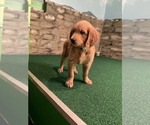 Small #27 Goldendoodle