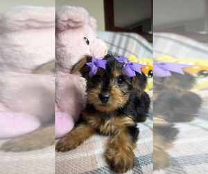 Yorkshire Terrier Puppy for sale in TAMPA, FL, USA