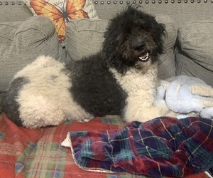 Poodle (Standard) Dogs for adoption in CHIPLEY, FL, USA