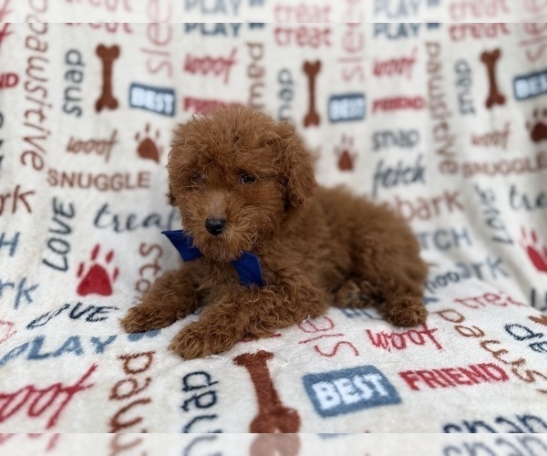 Medium Photo #2 Poodle (Miniature) Puppy For Sale in LAKELAND, FL, USA