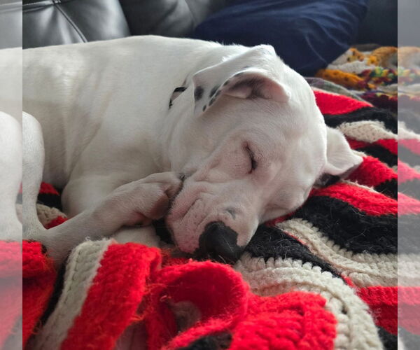 Medium Photo #6 Boxer-Unknown Mix Puppy For Sale in Germantown, OH, USA