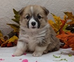 Small #2 Pembroke Welsh Corgi