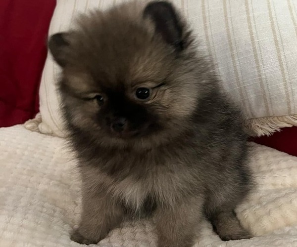 Medium Photo #8 Pomeranian Puppy For Sale in MENIFEE, CA, USA