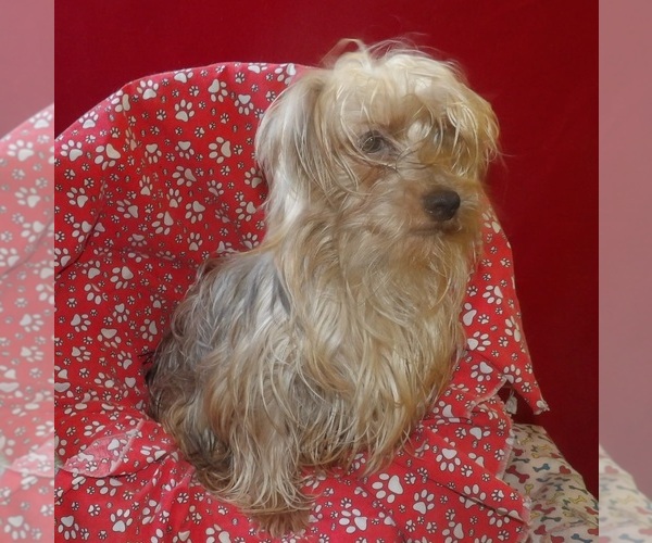 Medium Photo #5 Yorkshire Terrier Puppy For Sale in PATERSON, NJ, USA